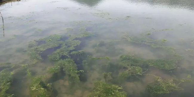 秋冬季節(jié)池塘的青苔如何消殺？