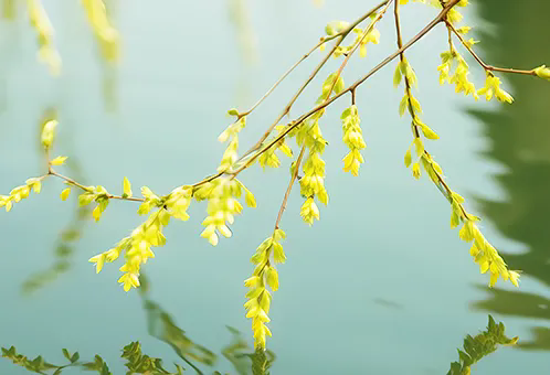 消毒和解毒如何區(qū)分？消毒劑殘留毒素怎么解？
