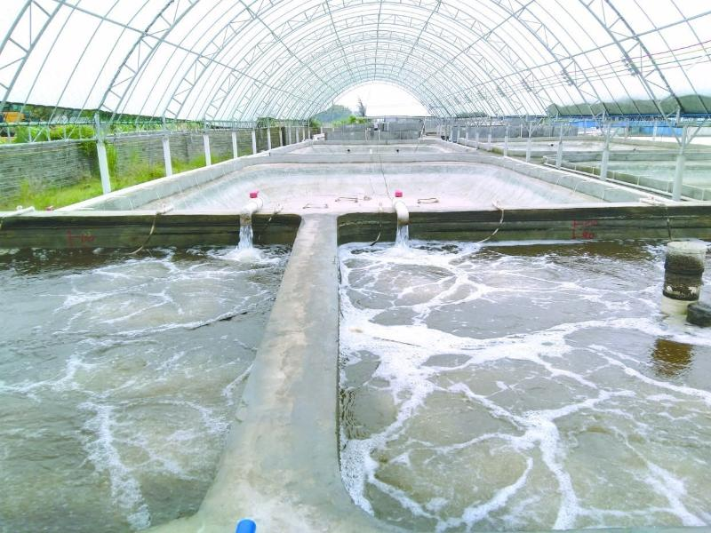 養(yǎng)蝦先養(yǎng)水！養(yǎng)水的關(guān)鍵核心原來(lái)是它！