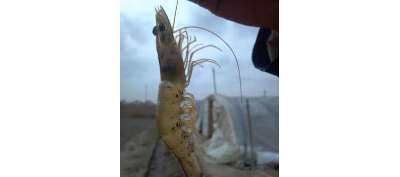 對(duì)蝦黑鰓褐斑綜合癥怎么辦？