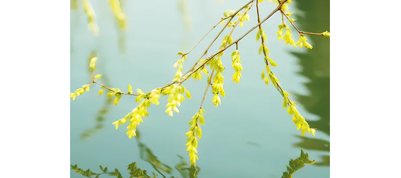 消毒和解毒如何區(qū)分？消毒劑殘留毒素怎么解？