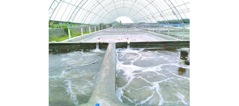 養(yǎng)蝦先養(yǎng)水！養(yǎng)水的關(guān)鍵核心原來是它！